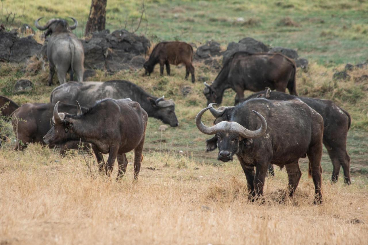 Sarova Lion Hill Game Lodge Nakuru Exterior photo