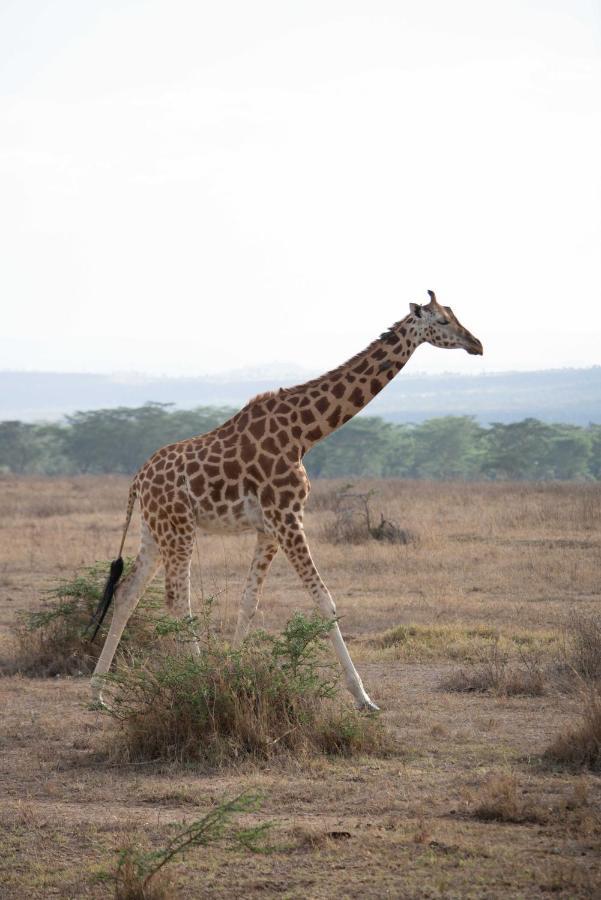 Sarova Lion Hill Game Lodge Nakuru Exterior photo